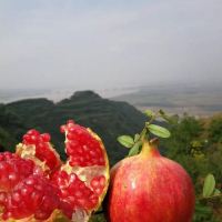 荥阳河阴软籽石榴 生鲜水果批发 河南荥阳神奇的水果